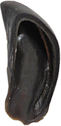 Cow Hoof Bulk
