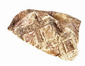 2 Ounce Beef Lung in Printed Zip Lock Bag