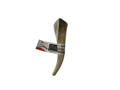 5-6 Inch Antlers Whole with Cigar Band UPC