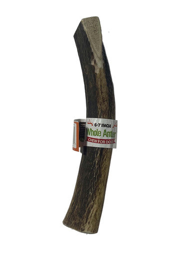 6-7 Inch Antlers Whole with Cigar Band UPC