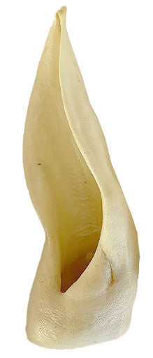15 Pack Lamb Ear