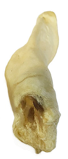 15 Pack Lamb Ear