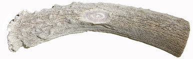 6-7 Inch Assorted Elk Antlers Split and Whole USA Sourced