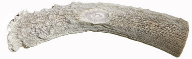 5-6 Inch Assorted Elk Antlers Split and Whole USA Sourced