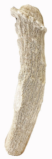 5-6 Inch Assorted Elk Antlers Split and Whole USA Sourced